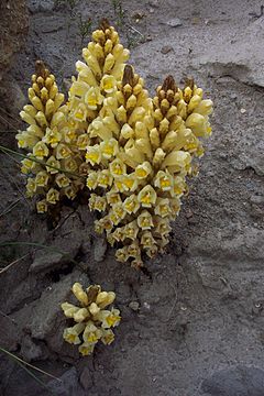 240px-Cistanche_phelypaea_subsp._lutea